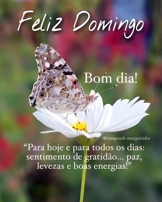 Bom dia domingo de gratidão