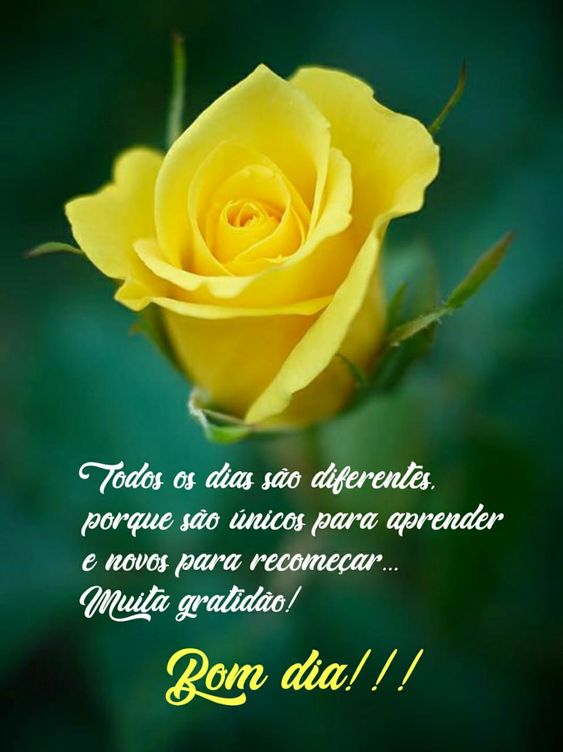 Bom dia de muita gratidão